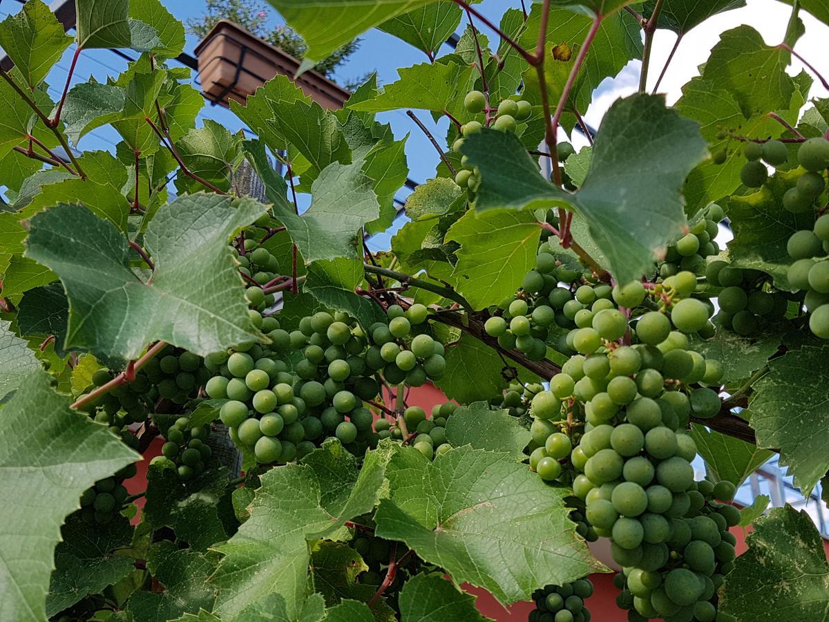 Agriturismo Frascje Dai Spadons Villa Pradamano Dış mekan fotoğraf