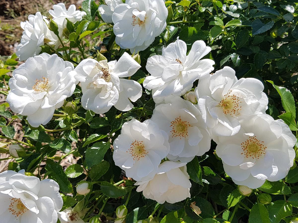Agriturismo Frascje Dai Spadons Villa Pradamano Dış mekan fotoğraf