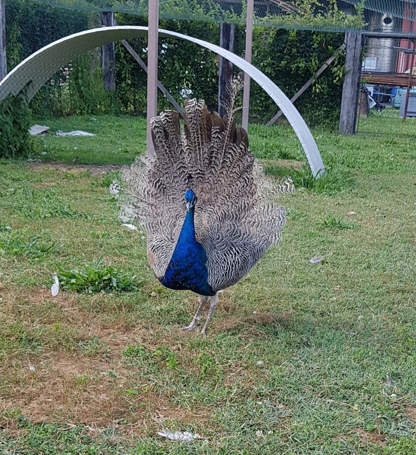 Agriturismo Frascje Dai Spadons Villa Pradamano Dış mekan fotoğraf